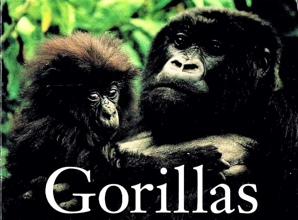 Gorillas