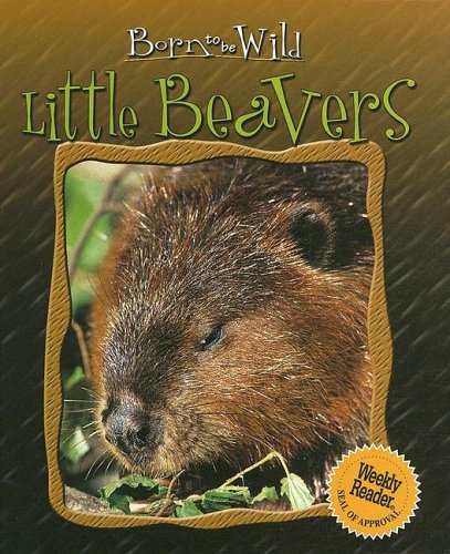 Little Beavers (Born to Be Wild)