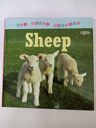Sheep