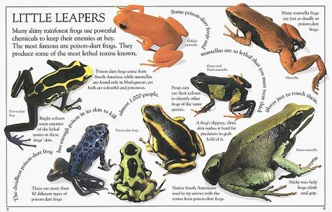 The Really Horrible Horny Toad and Other Cold, Clammy Creatures